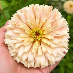 Fiora Lab Early-Generation Zinnia Selection Seed Sets