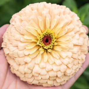 Fiora Lab Antique Pompon Zinnia  Gen 1 OP