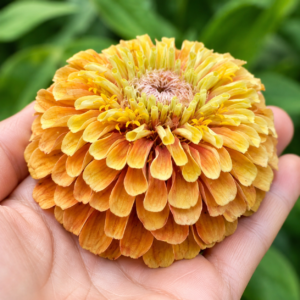 Fiora Lab Heirloom Scabiosa Zinnia Gen 1 OP
